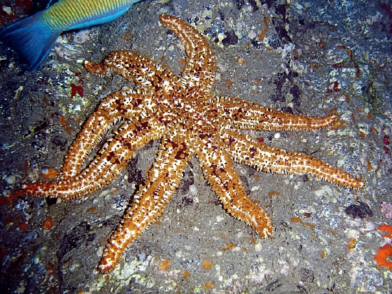  Coscinasterias tenuispina (Horned Starfish, Blue Spiny Starfish)